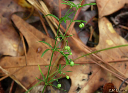 image of Galium uniflorum, One-flowered Bedstraw