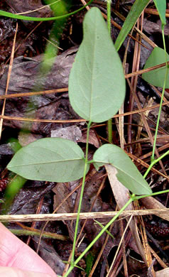 image of Centrosema virginianum var. virginianum, Climbing Butterfly-pea, Spurred Butterfly-pea