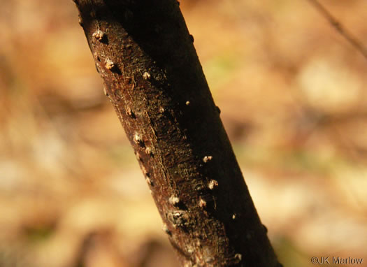 image of Tamala palustris, Swamp Redbay, Swamp Bay