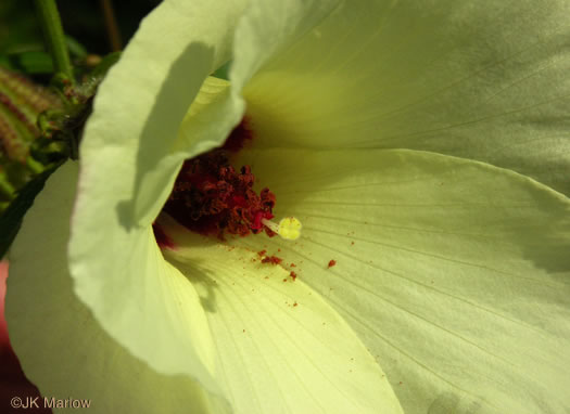 stamen