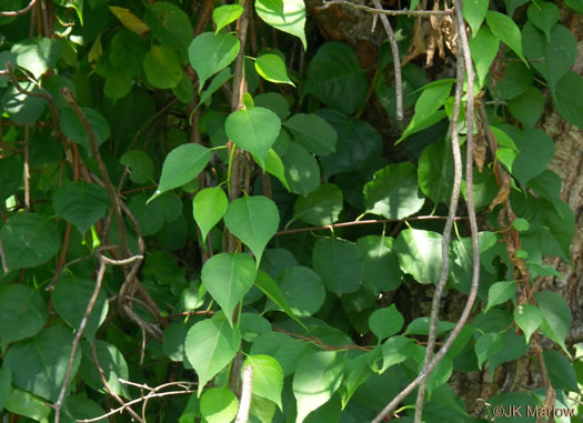 image of Celastrus orbiculatus, Oriental Bittersweet