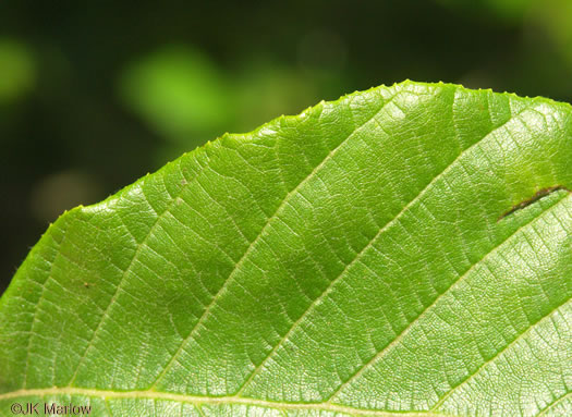 image of Alnus serrulata, Tag Alder, Hazel Alder, Smooth Alder