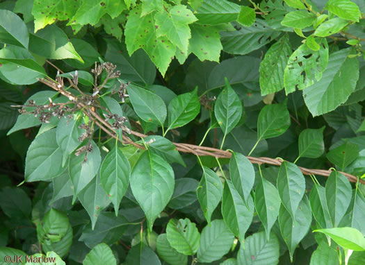 image of Celastrus orbiculatus, Oriental Bittersweet