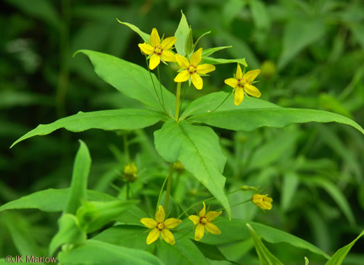 image of Lysimachia quadrifolia, Whorled Loosestrife