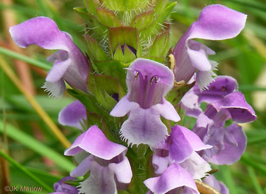 image of Prunella vulgaris var. lanceolata, American Heal-all, American Self-heal, Lance Selfheal