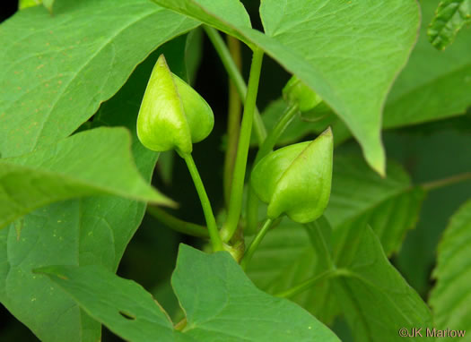 image of Convolvulus species 2, Appalachian Bindweed