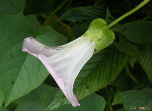 image of Convolvulus species 2, Appalachian Bindweed