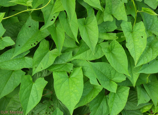 image of Convolvulus species 2, Appalachian Bindweed