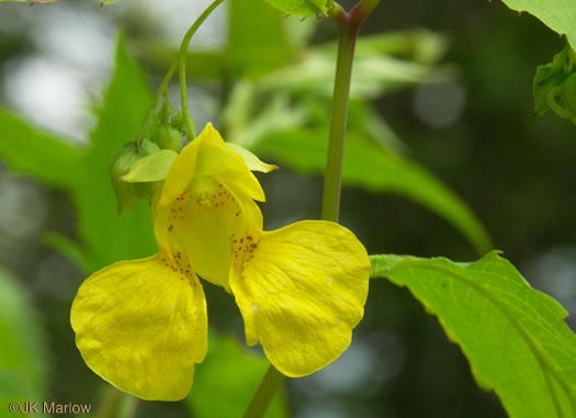 image of Impatiens pallida, Pale Jewelweed, Pale Touch-me-not, Yellow Jewelweed, Yellow Touch-me-not