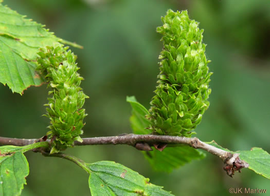 catkin