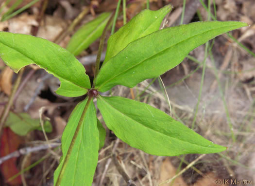 Silene stellata, Starry Campion, Widow's-frill