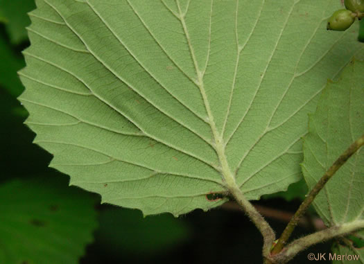 image of Viburnum carolinianum, Carolina Arrowwood