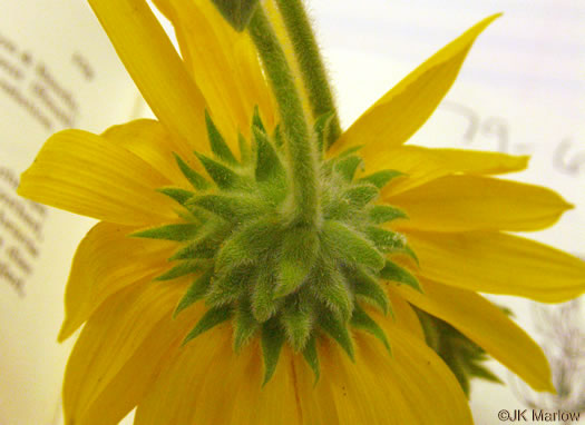 image of Helianthus mollis, Downy Sunflower, Ashy Sunflower, Gray Sunflower