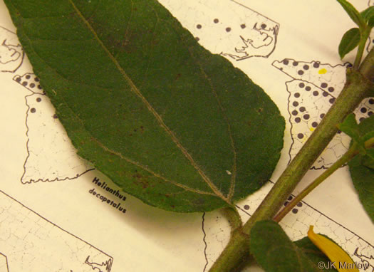 Helianthus hirsutus, Hairy Sunflower, Rough Sunflower