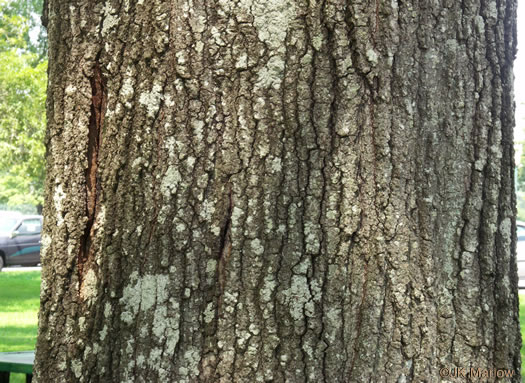 image of Quercus imbricaria, Shingle Oak