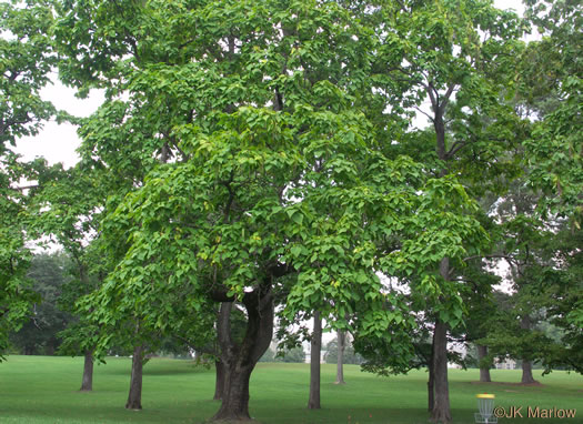 image of Catalpa speciosa, Northern Catalpa, Indian Cigar Tree, Catawba Tree