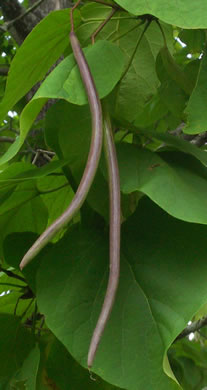 Catalpa speciosa, Northern Catalpa, Indian Cigar Tree, Catawba Tree