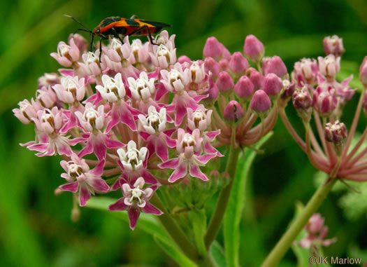 image of Asclepias incarnata var. pulchra, Eastern Swamp Milkweed