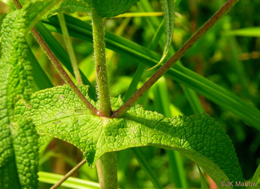 image of Eupatorium perfoliatum, Boneset