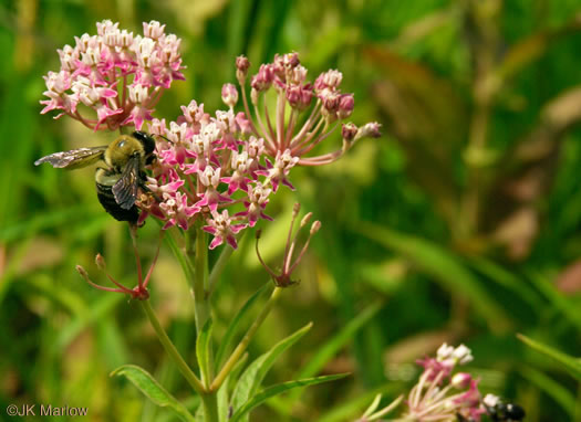 image of Asclepias incarnata var. pulchra, Eastern Swamp Milkweed