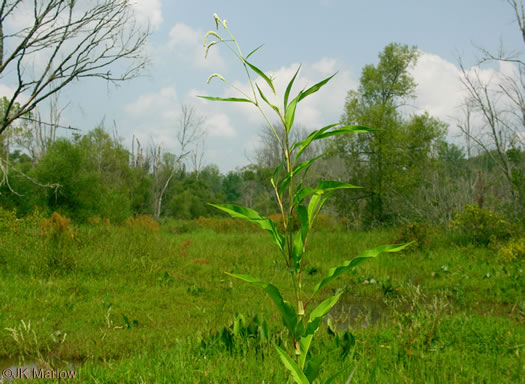 image of Persicaria lapathifolia, Dockleaf Smartweed, Willow-weed, Pale Smartweed