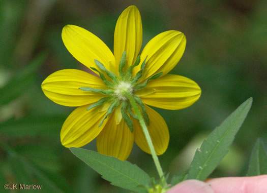 involucral bracts