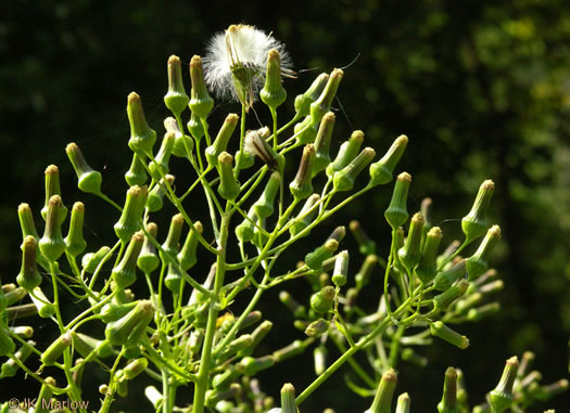 image of Erechtites hieraciifolius, Fireweed, American Burnweed, Pilewort