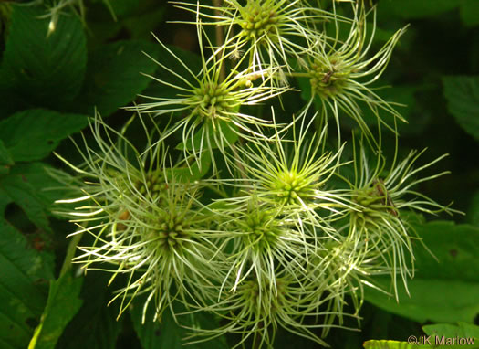 image of Clematis virginiana, Virgin's Bower