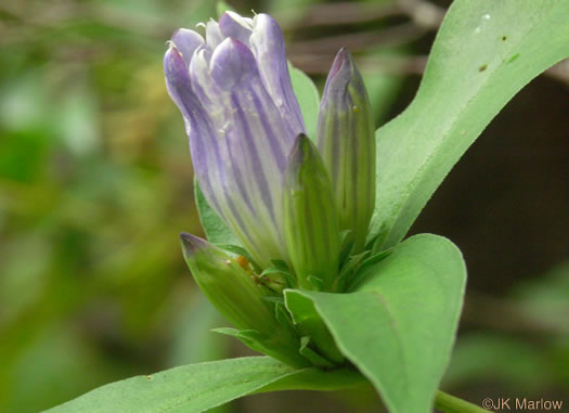 image of Gentiana decora, Appalachian Gentian, Showy Gentian