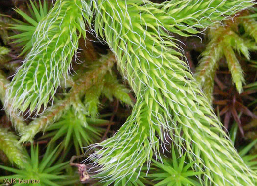 image of Lycopodium clavatum, Staghorn Clubmoss, Running Clubmoss, Ground-pine