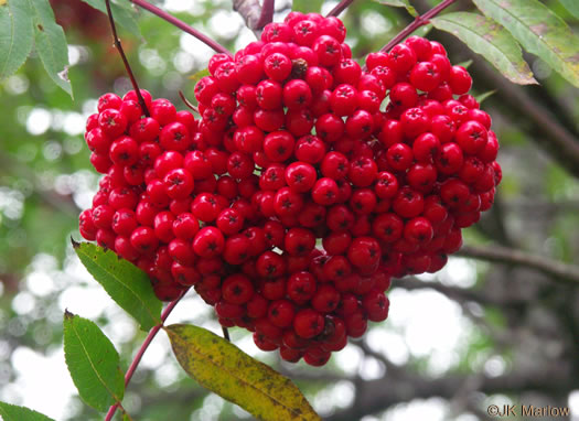 image of Sorbus americana, American Mountain-ash, American Rowan