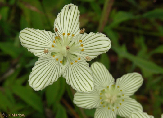 image of Parnassia asarifolia, Kidneyleaf Grass-of-Parnassus, Appalachian Grass-of-Parnassus, Brook Parnassia, Appalachian Parnassia