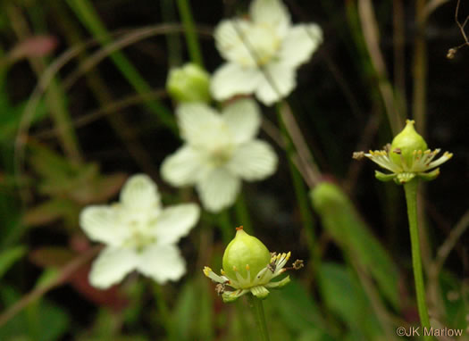 image of Parnassia asarifolia, Kidneyleaf Grass-of-Parnassus, Appalachian Grass-of-Parnassus, Brook Parnassia, Appalachian Parnassia