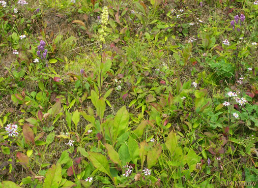 image of Solidago bicolor, Silverrod, White Goldenrod