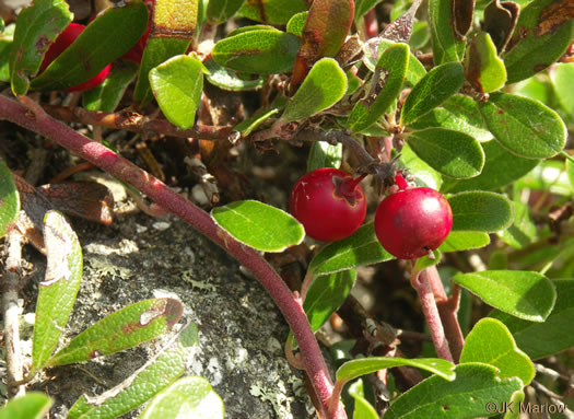 image of Arctostaphylos uva-ursi, Bearberry, Kinnikinick