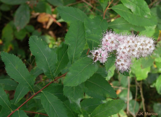 image of Spiraea latifolia, Broadleaf Meadowsweet