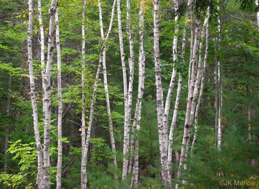 image of Betula papyrifera, Canoe Birch, Paper Birch