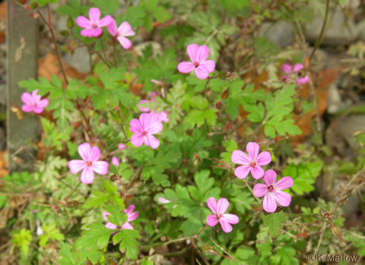 Geranium robertianum, Herb Robert