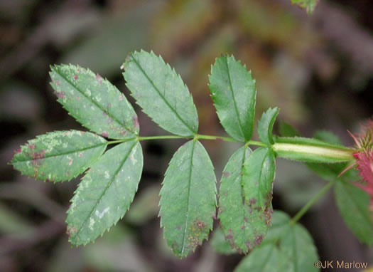 leaf or frond of Rosa virginiana, Virginia Rose