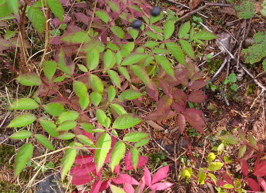 Aralia hispida, Bristly Sarsaparilla