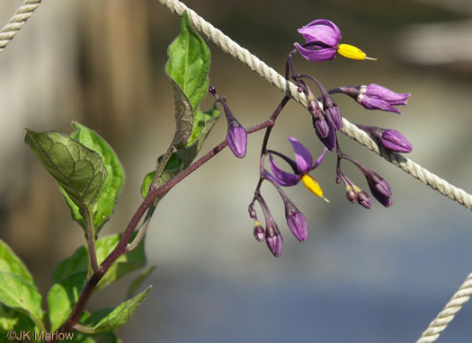 flower of Solanum dulcamara, Bittersweet Nightshade, Deadly Nightshade