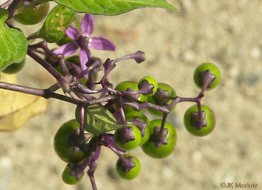 image of Solanum dulcamara, Bittersweet Nightshade, Deadly Nightshade, Climbing Nightshade