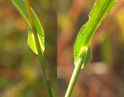 image of Echinochloa muricata var. muricata, Rough Barnyard-grass