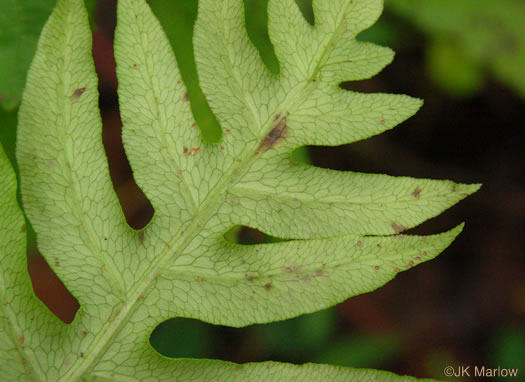 image of Lorinseria areolata, Netted Chain-fern, Net-veined Chainfern