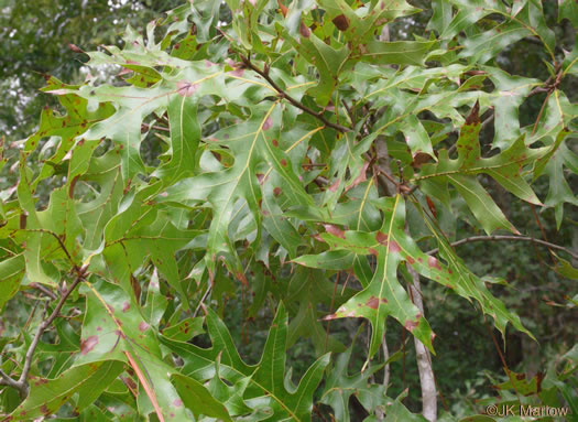 image of Quercus laevis, Turkey Oak