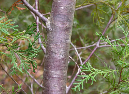 image of Chamaecyparis thyoides var. thyoides, Atlantic White Cedar, Juniper