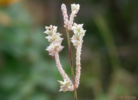 image of Froelichia floridana var. floridana, Florida Cottonseed, Common Cottonweed