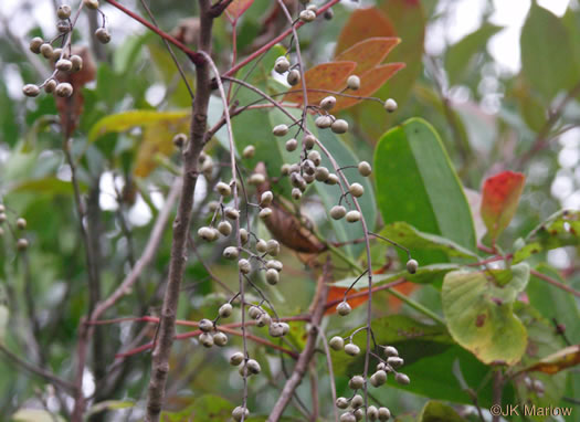 image of Toxicodendron vernix, Poison Sumac, Thunderwood