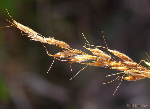 image of Sorghastrum nutans, Yellow Indiangrass, Prairie Indiangrass