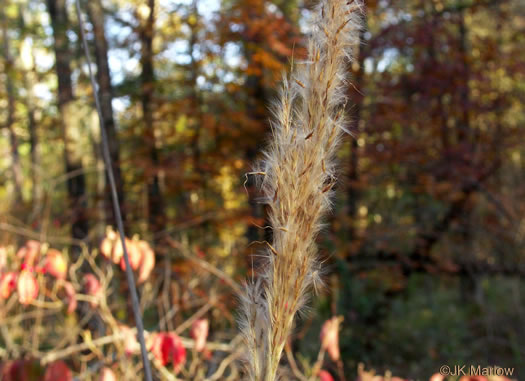 image of Erianthus alopecuroides, Silver Plumegrass